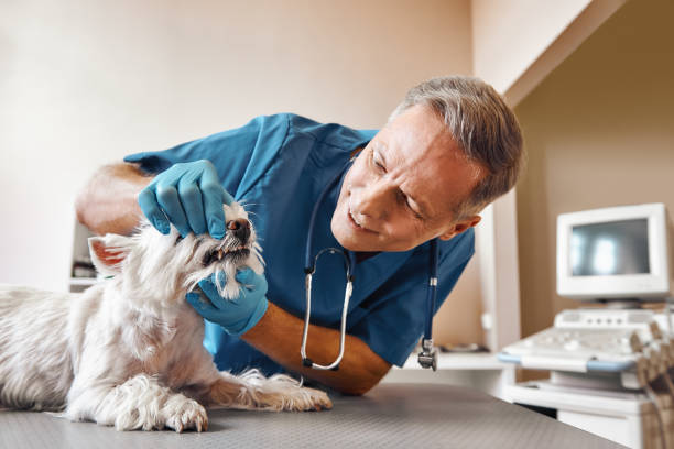 Best 24-Hour Emergency Dentist in New Baltimore, MI